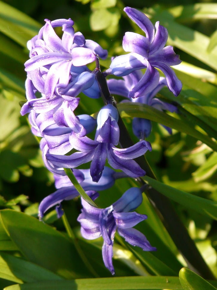 hyacinth, blomst, Blossom, Bloom, forår, haven, farverige