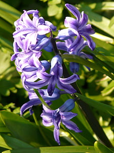 Hyacint, květ, květ, Bloom, jaro, zahrada, barevné