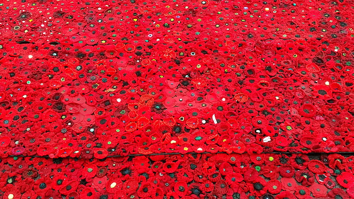 poppy, anzac, remember, remembrance, flanders, honour, service