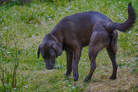 gos, pagès negre, animal, canina, Labrador, recollidor de pilotes de Labrador, animals
