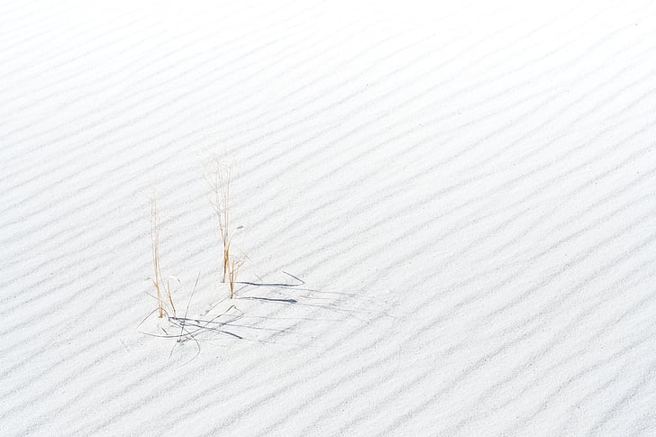sabbia, pianta, deserto, bianco, colore bianco, senza persone, Close-up