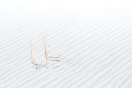 areia, planta, deserto, Branco, cor branca, sem pessoas, close-up