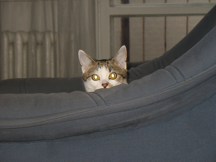katė, fotelis, talpyklos, paslėptas, Slėpti, žiūrėti, žiūrėk