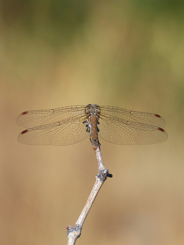 dragonfly, branch, sympetrum striolatum, winged insect, nature, insect, animal