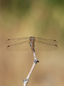 Dragonfly, gren, Sympetrum striolatum, bevinget insekt, natur, insekt, dyr