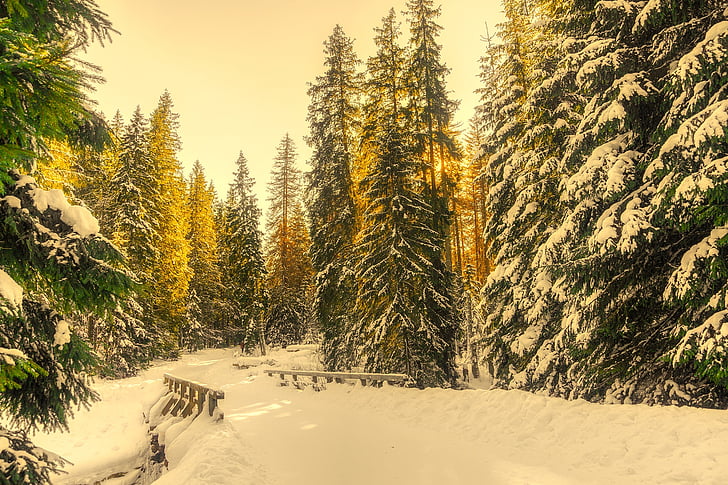 vinter, sne, skov, træer, Woods, landskab, Bridge