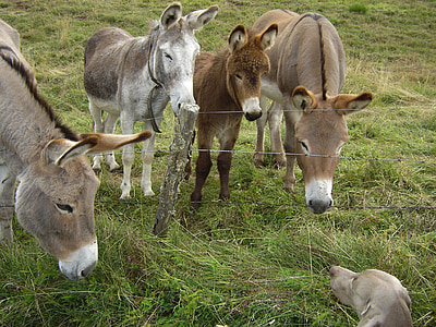 donkeys, dog, friendship, animal, farm, nature, mammal