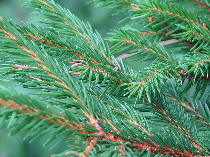 træ, Fir, tannenzweig, juletræ, nåletræ