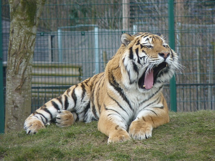 Тигър, животните, Зоологическа градина, дива природа, бозайник, Хищникът, диви