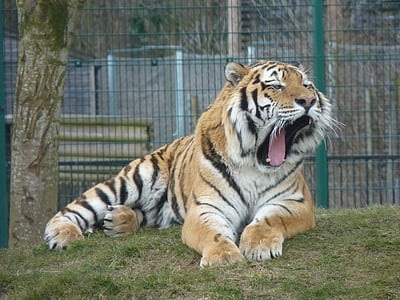 tiger, animal, zoo, wildlife, mammal, predator, wild