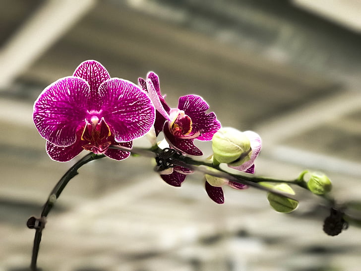 Orchid, Asia, blomma, blommande, färgglada, äng, Singapore