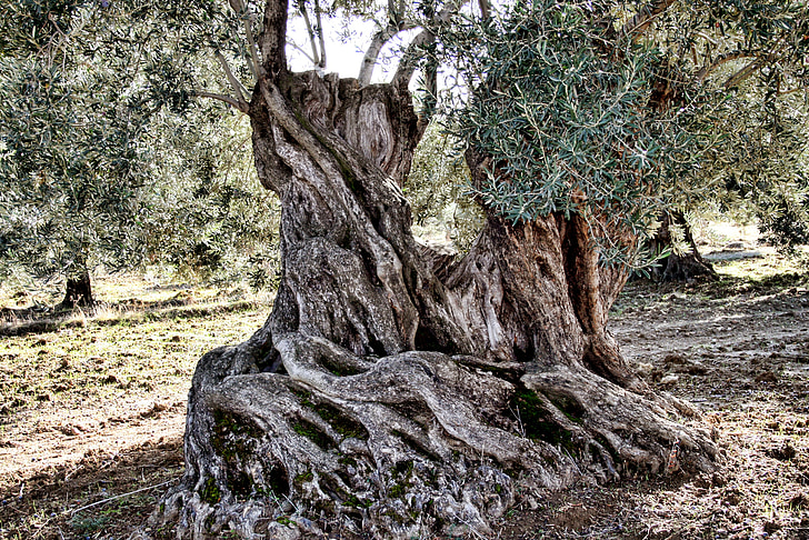 Oliven, Ebenen, Olivenbaum, mehr olive, 500 Jahre Alter Baum, der alte Baum, alt