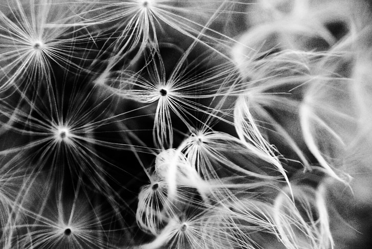 dandelion, flower, light, macro, black and white, nature, seed