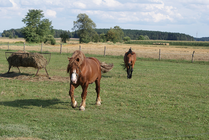 Πολωνία χωριό, άλογα, ζωοτροφές, το άλογο, ζώο, βοσκότοπος, το Νεφέλωμα horsehead