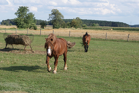Ba Lan village, con ngựa, thức ăn, ngựa, động vật, đất đồng cỏ, tinh vân đầu ngựa