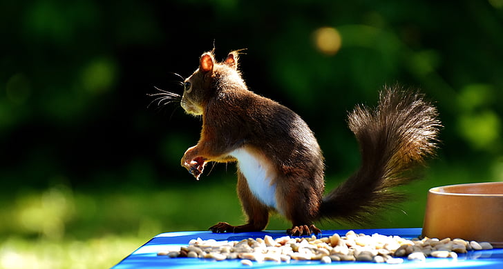 squirrel, peanuts, chucks, feeding, meal, animal, food