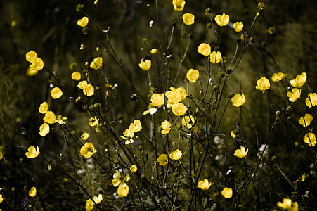flower, yellow, petal, bloom, garden, plant, nature