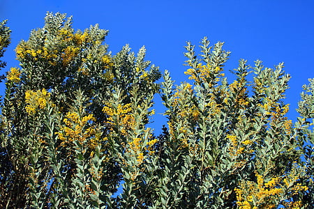 Acacia puu, puu, Acacia, kukat, keltainen, alas