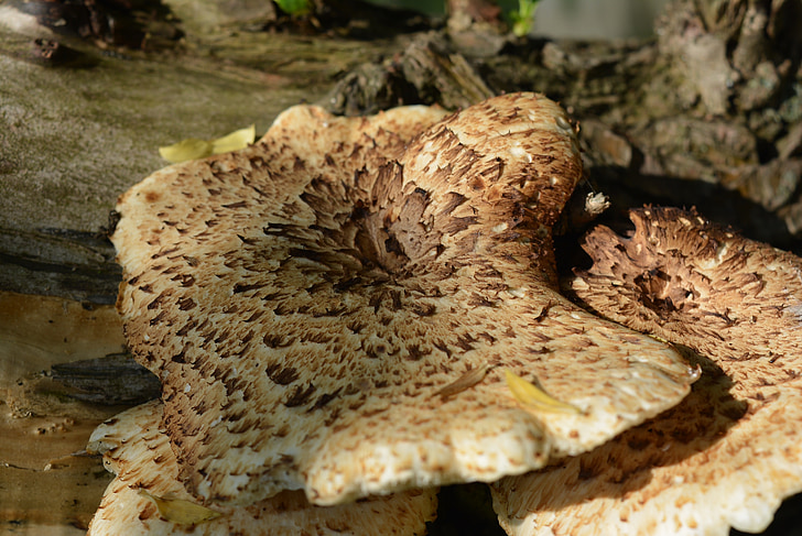 древесный гриб, Гриб, грибы на дереве