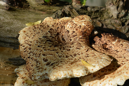 tree fungus, mushroom, mushrooms on tree