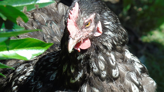 chicken, poultry, hen, chickens, pinnate, spring, livestock