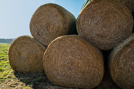 hay, hay bales, bale, harvest, round bales, winter feed, cattle feed
