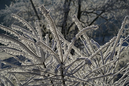 bush, iced, hoarfrost, crystals, eiskristalle, snow-covered, winter