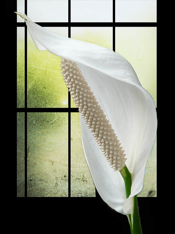 Spathiphyllum, blomma, vit, Anläggningen, filigran, digital konst, konstverk