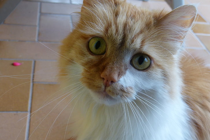 gato, olhos, grande, bonito, olhos de gato, gato doméstico, Mieze