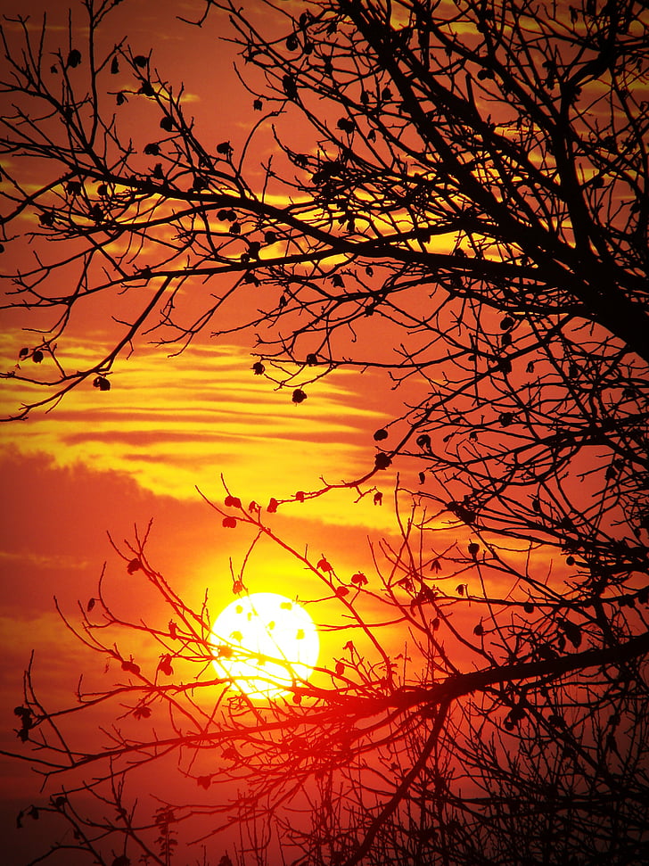 sunset, red, orange, sun, tree, branch, silhouette