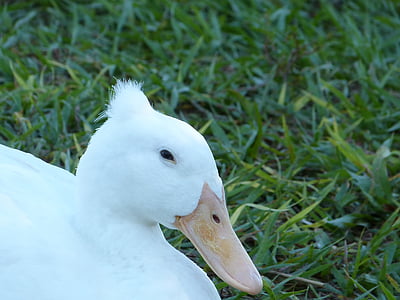 Pato-real, pássaro, Florida, pena, Branco, penteado