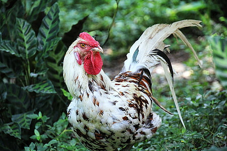 Haan, životinja portret, lijepo, šarene, žestoko, piletina, perje