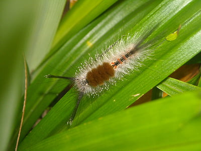 caterpillar, hump, feather, leaf, pandan, green, nature
