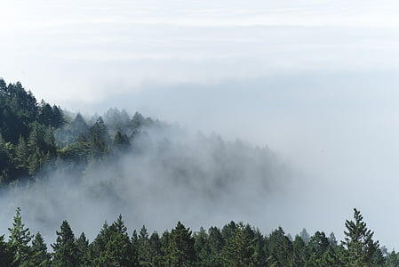 mountain, forest, trees, pine, clouds, fog, nature