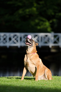 Trik anjing, keseimbangan, bola di moncong, malinois, anjing Tampilkan trik, anjing gembala Belgia, Trik