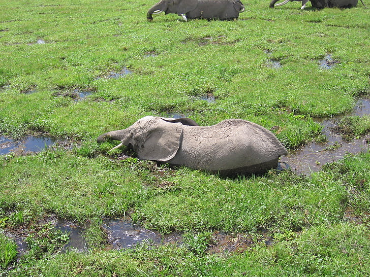 éléphant, Kenya, salle de bain