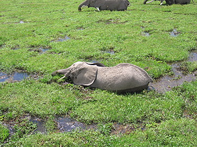 elphant, Kenya, badkar