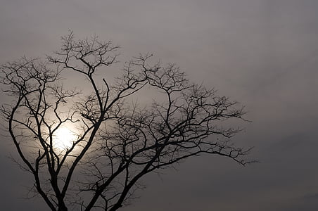 arbre, Dim, nuageux, à l’extérieur, nature, paysages, silhouette