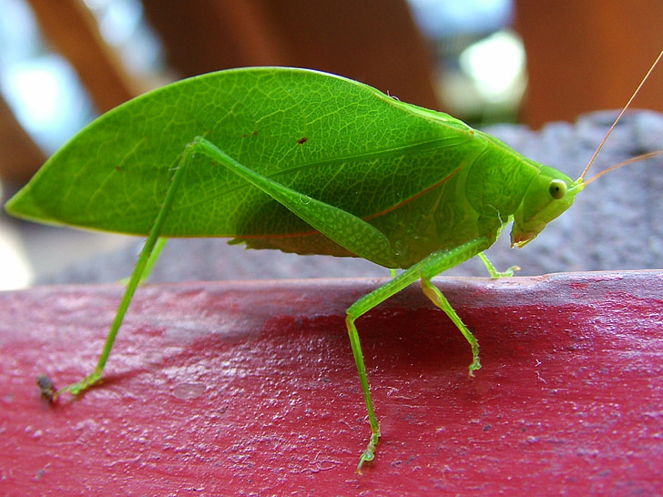 Cricket, insectos, verde