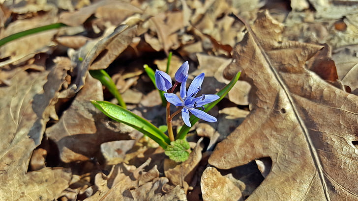 Scilla bifolia, blå stjärnan, Scilla, Alpine blåstjärna, två blad blåstjärna, Hyacintväxter, skogen växt