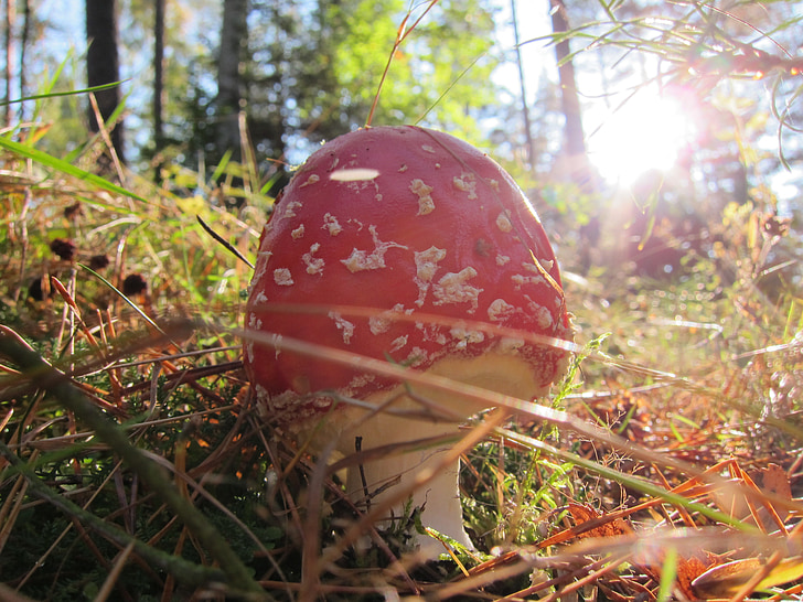 fly agaric, mushroom, toxic, nature, forest, red fly agaric mushroom
