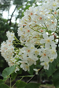 Тунг цветя, Тайван, Ву yuexue