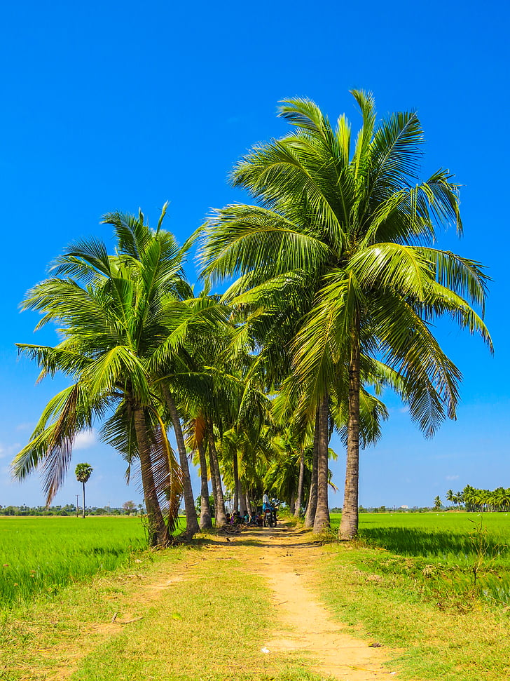 coconut, tree, paved, road, daylight, palm trees, grass
