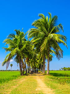 nucă de cocos, copac, pavate, drumul, lumina zilei, palmieri, iarba