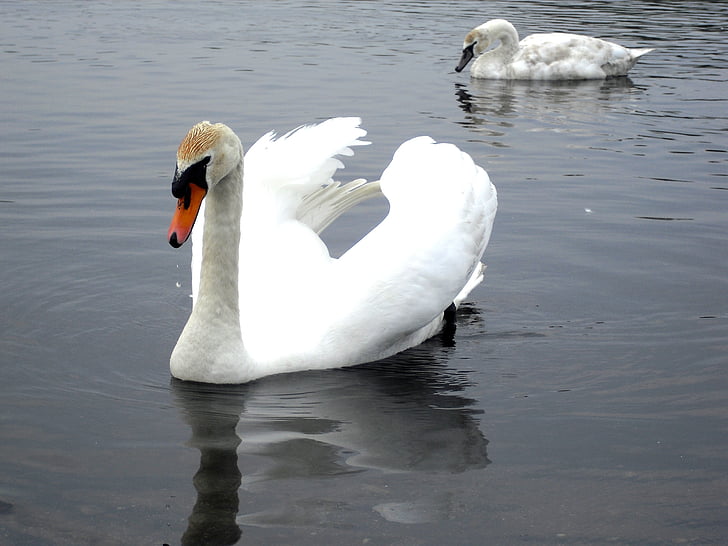 Swan, vann, hvit, fuglen