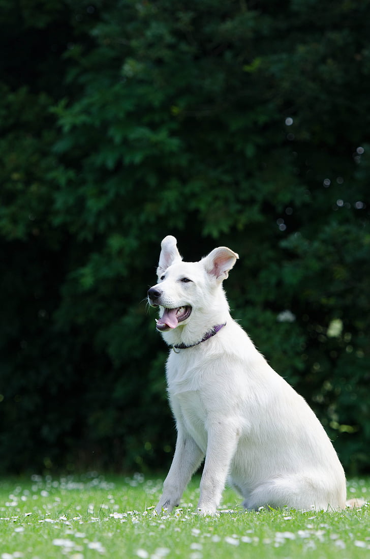 hibrid, Ciobanescul alb, câine, tineri câine, Swiss shepherd dog, Schäfer câine, animal de casă