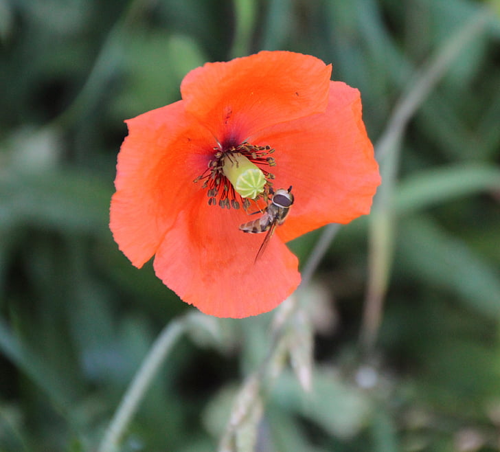 wasp, insect, blossom, bloom, poppy, red poppy, wild flowers
