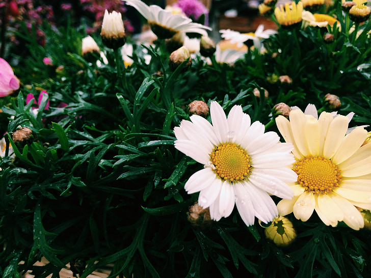 warna film, bunga, kecil segar, Taman, Meadows, bunga, putih