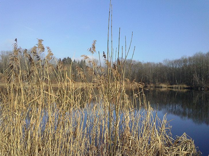 Reed, Lake, peegeldamine