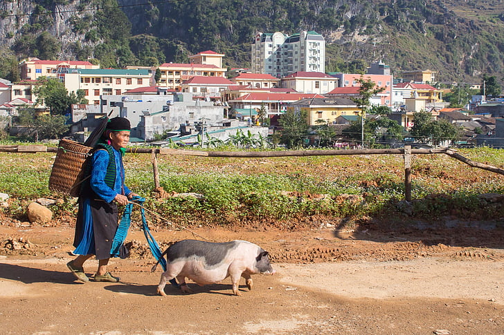 woman, old, pig, poor, vietnam, dong van, bazaar